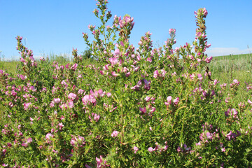 In nature, Ononis arvensis blooms in the meadow