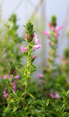 In nature, Ononis arvensis blooms in the meadow