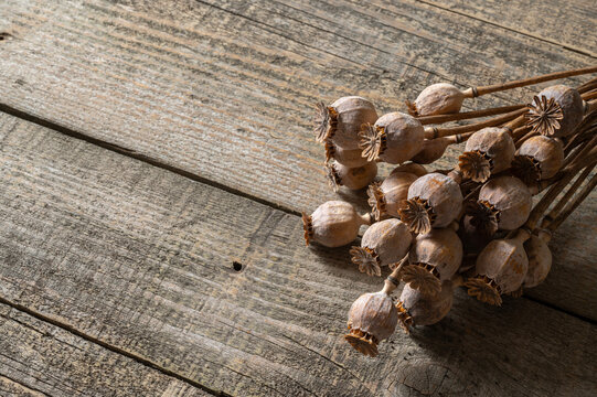 Poppy heads lie on an old wooden table. Poppy harvest