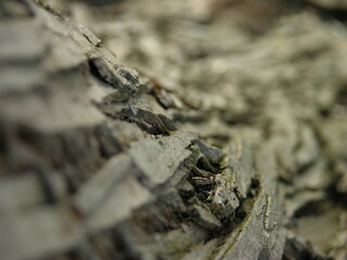 tree bark background