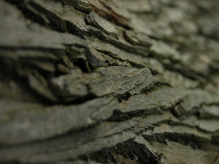 tree bark background