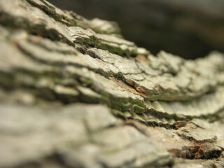 tree bark background