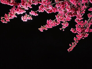 Blossoming cherry tree branches illuminated at night against a dark background