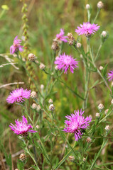 Cornflower Centaurea jacea blooms in a meadow among grasses