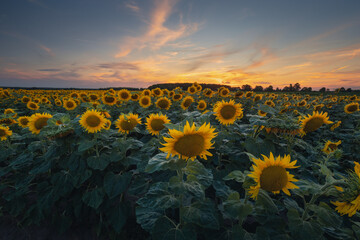 Obraz premium Sunflowers in Opole Voivodeship glowing under the warm hues of a setting sun, with a serene rural landscape in the background, capturing the charm of summer evenings in Poland.