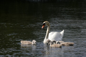 Obraz premium swan with cygnets