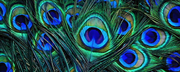 Obraz premium Vibrant peacock feathers display intricate patterns and colors in a natural setting during daylight hours