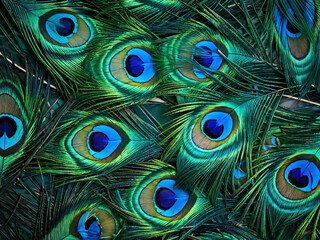 Vibrant peacock feathers showcasing intricate patterns of blue and green hues in natural light