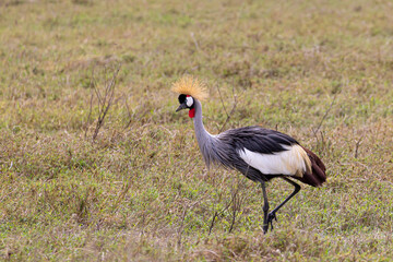 Grey crowned crane (Balearica regulorum) walking in Ngorongoro Conservation Area in Tanzania, East Africa