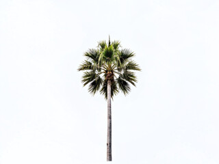 Tall palm tree against a bright sky in a tropical location showcasing vibrant green leaves