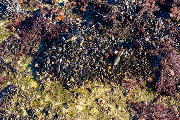 Strong water surge in the Black Sea, coastal mussels - Mytilus galloprovincialis were above the water level, the death of mollusks in the air