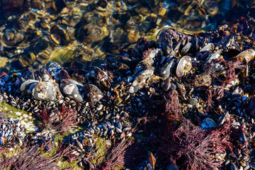 Strong water surge in the Black Sea, coastal mussels - Mytilus galloprovincialis were above the water level, the death of mollusks in the air