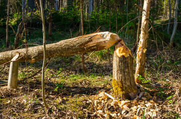 Obraz premium ree Gnawed and Felled by Beavers in a Swedish Forest