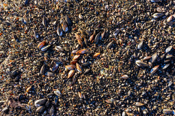 Strong water surge in the Black Sea, coastal mussels - Mytilus galloprovincialis were above the water level, the death of mollusks in the air