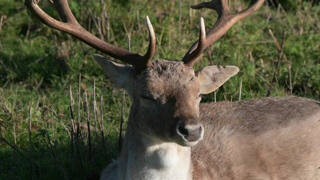 Fallow Deer (Dama dama) buck (male) chewing the cud / ruminating. Closeup. Kent, UK 