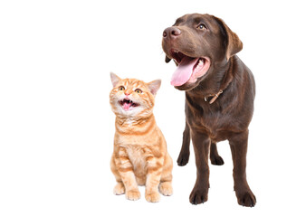 Curious labrador puppy and meowing scottish straight kitten together isolated on white background