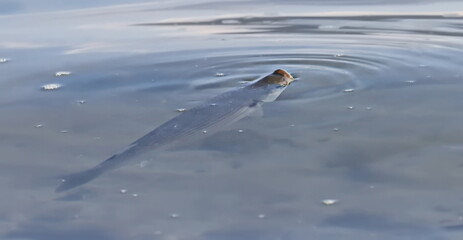 Fototapeta premium Environmental pollution, Golden grey mullet fish breathe oxygen 