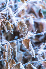 Frosty branches on a cold, sunny winter morning