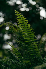 Fern leaf on a dark background