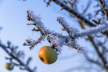 Apple tree with an apple from summer on a frosty winter morning