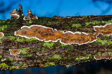 Cylindrobasidium evolvens, saprotrophic crust fungus on a rotten tree branch, Ukraine