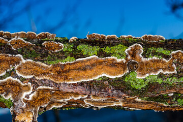 Cylindrobasidium evolvens, saprotrophic crust fungus on a rotten tree branch, Ukraine