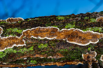 Cylindrobasidium evolvens, saprotrophic crust fungus on a rotten tree branch, Ukraine
