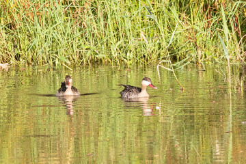 Breeding pair of Red-billed Teals (Anas erythrorhyncha) swimming in river near Swellendam, Western Cape, South Africa at sunset