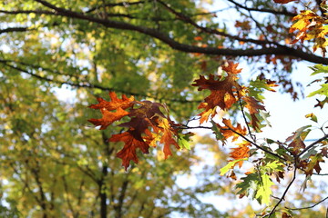 Path in a State Park in autumn/fall in northern Minnesota. 