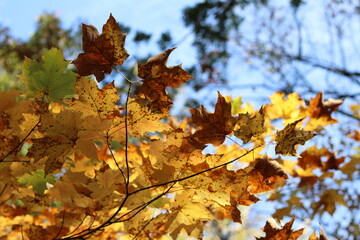 Path in a State Park in autumn/fall in northern Minnesota. 