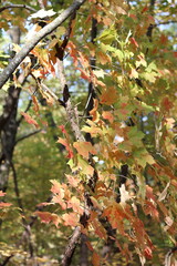 Path in a State Park in autumn/fall in northern Minnesota. 