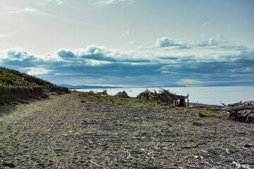 Seascape with driftwood on the beach of Marina di Bibbona Livorno Tuscany Italy