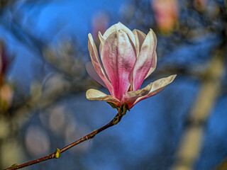 Magnolia tree in bloom in early spring