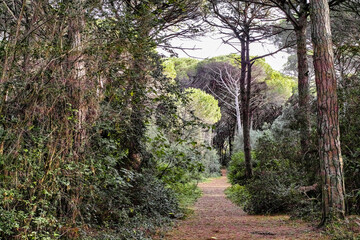 Panorama on a path inside the natural park of the tombolo of Cecina Marina di Cecina Tuscany Italy