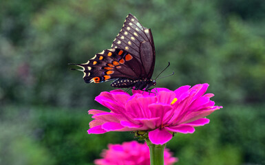 Black swallowtail butterfly in summer