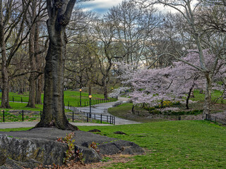 Central Park in spring