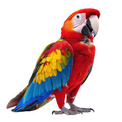 Obraz premium Parrot isolated on transparent background
