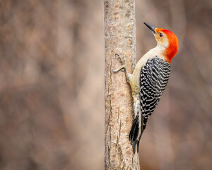 Red-bellied woodpecker, Melanerpes carolinus, perched on the side of a tree