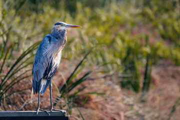 A great blue heron gracefully  stands on the deck by the lake and hunts for his next meal