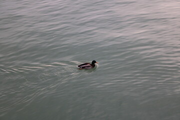 duck in the water