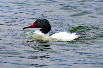 Common Merganser, Goosander, Mergus merganser