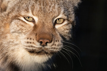 Portrait of an Eurasian lynx (Lynx lynx)