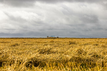 Icelandic Farm