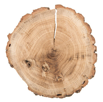 Tree cut isolated on white background.