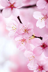 Naklejka premium cherry blossom