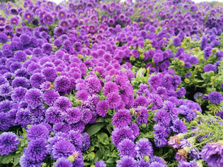Fototapeta premium Purple flowers field