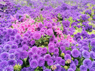 Obraz premium Purple flowers field