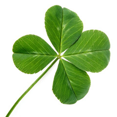 four leaf clover