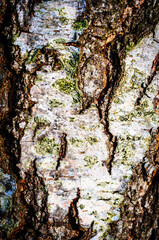 Close-up view of a tree trunk's bark The image showcases the intricate patterns textures and colours of the bark including various shades of brown grey, and white, patches of green moss.  