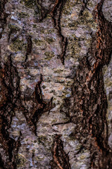 Close-up view of a tree trunk's bark.  The image shows the intricate patterns, textures, and colours of the bark, including various shades of grey, brown, and hints of green and purple.  